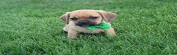Puggle dogs for sale: Rascal - Ad 1