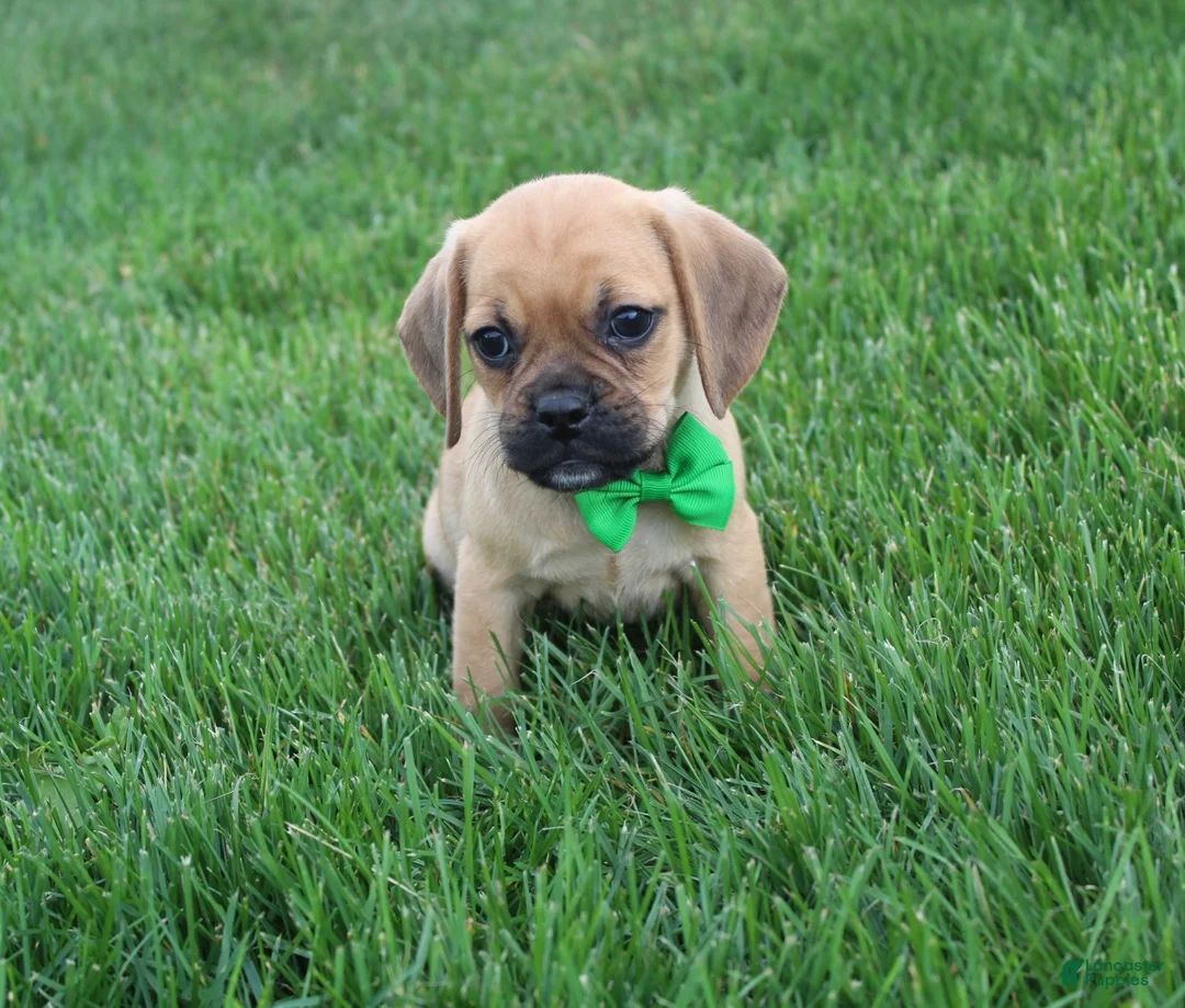 Puggle dogs for sale: Rascal - Ad 1