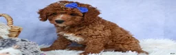 Cavapoo dogs for sale: TOBY - Ad 3