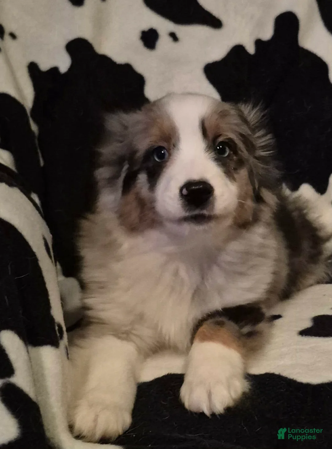 Toy Australian Shepherd dogs for sale: Toy Australian Shepherd Puppy 2 - Ad 2