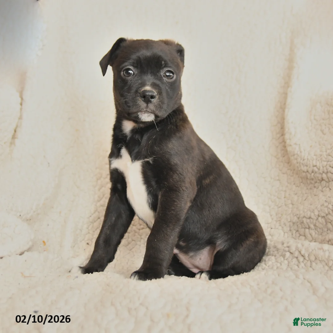 Mixed Breed dogs for sale: Milly - Ad 1