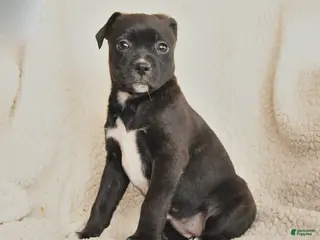 Mixed Breed dogs for sale: Milly - Ad 2