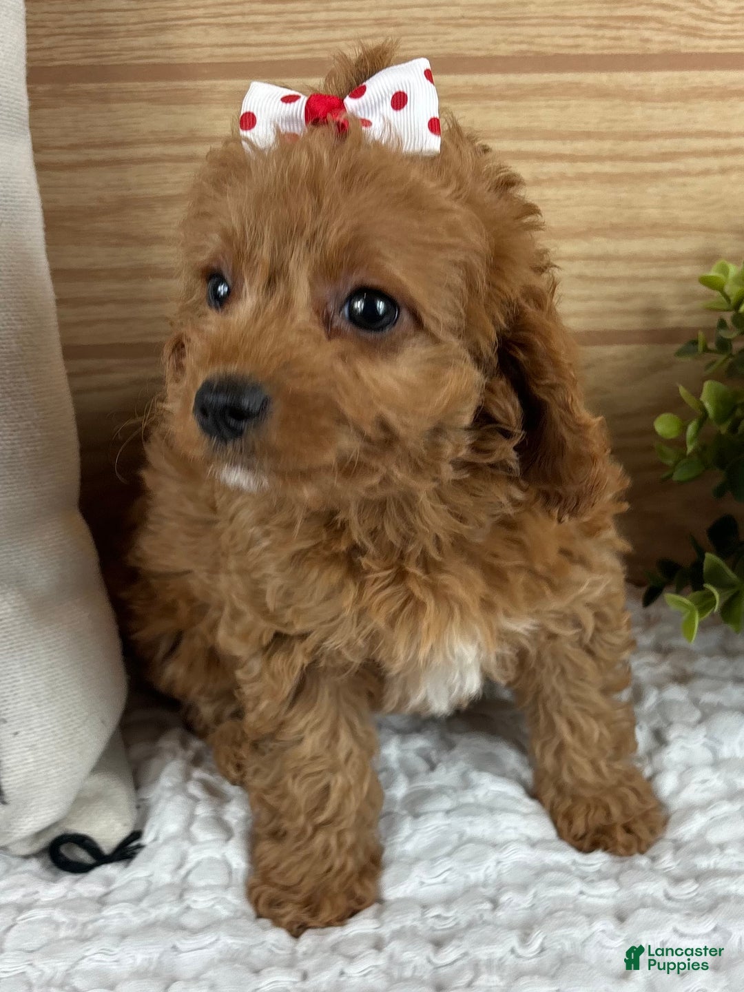 Cavapoo dogs for sale: Charlotte - Ad 5