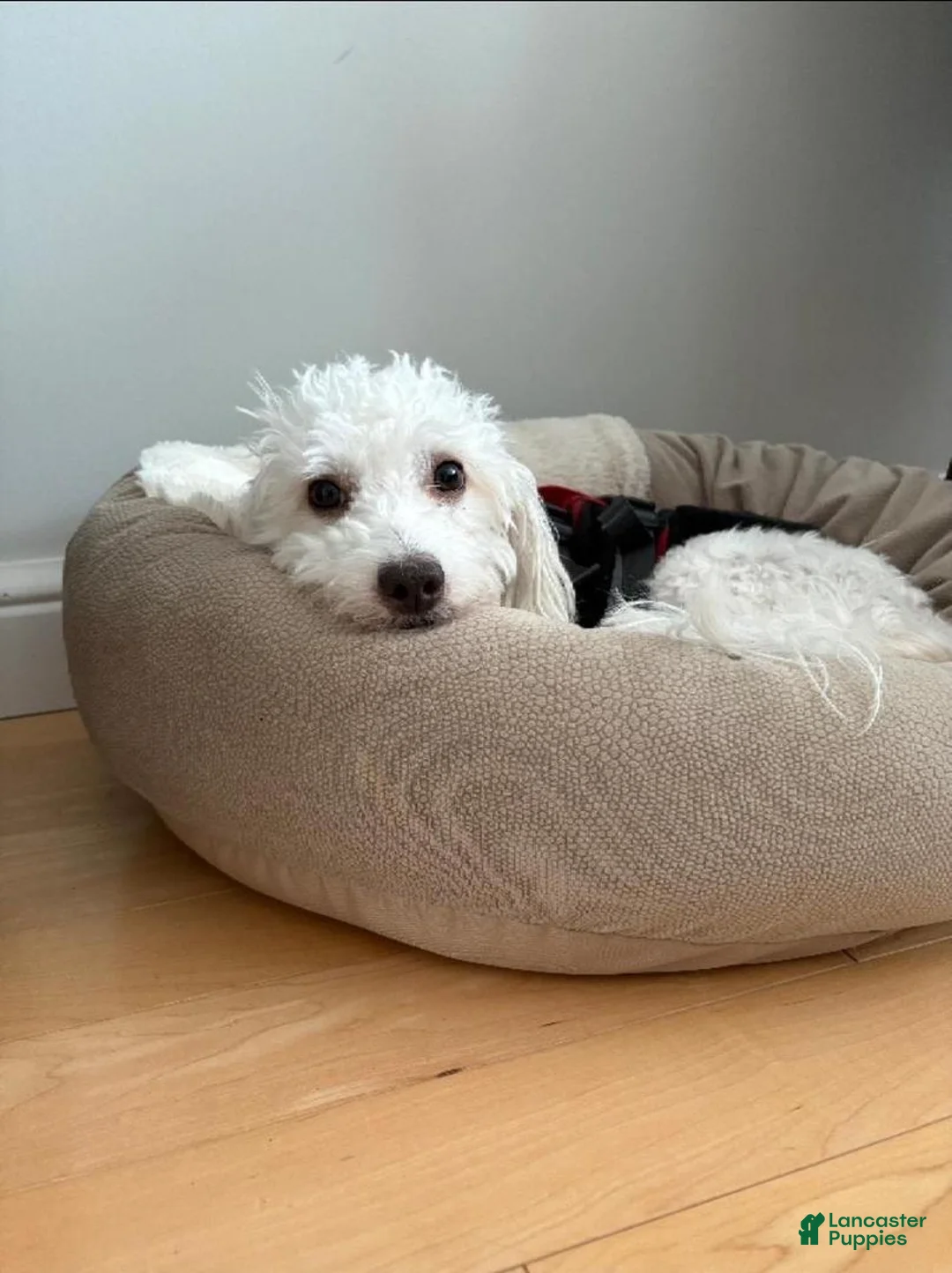 Havapoo dogs for sale: Milo - Ad 2