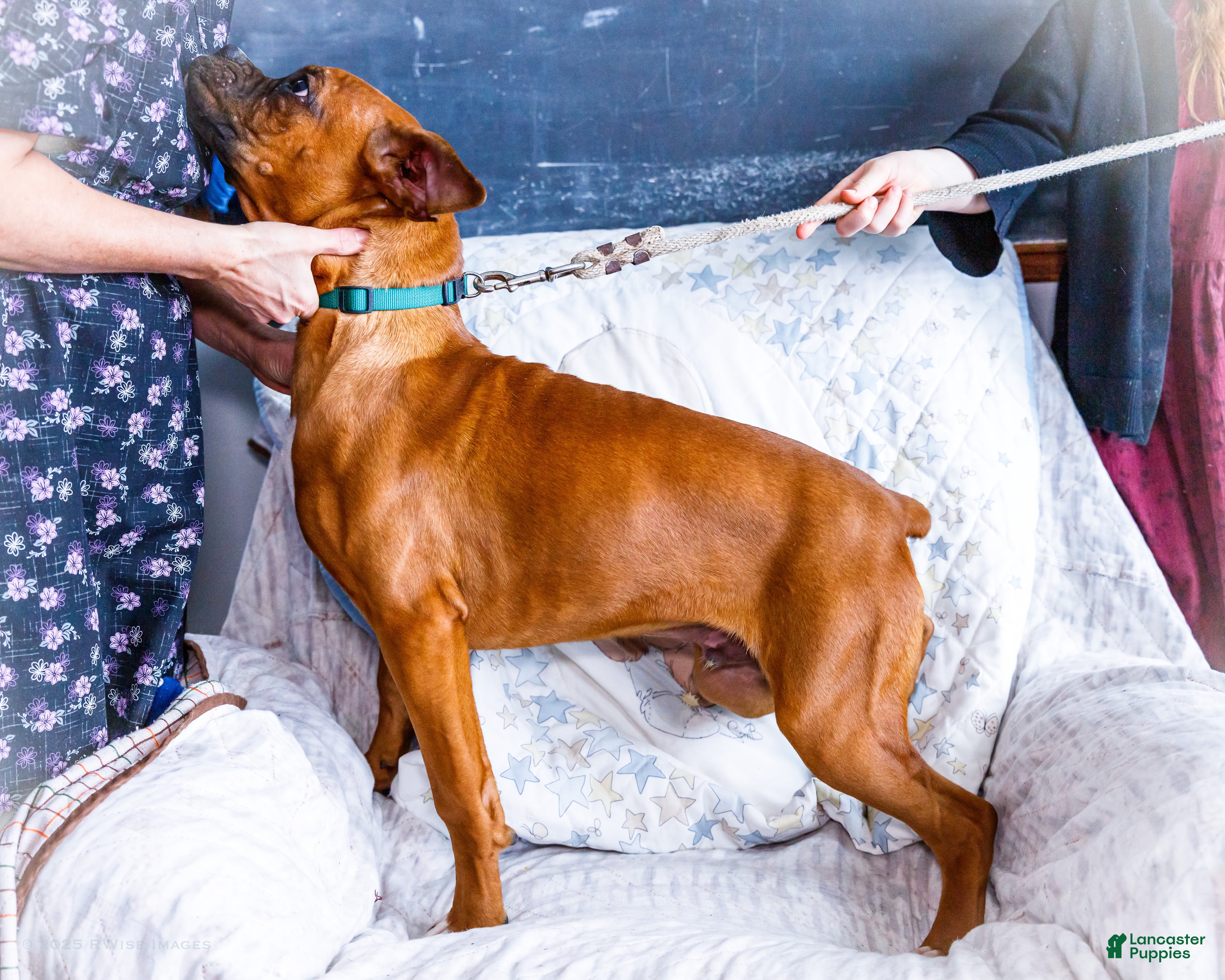 Boxer dogs Sandy - Ad 2