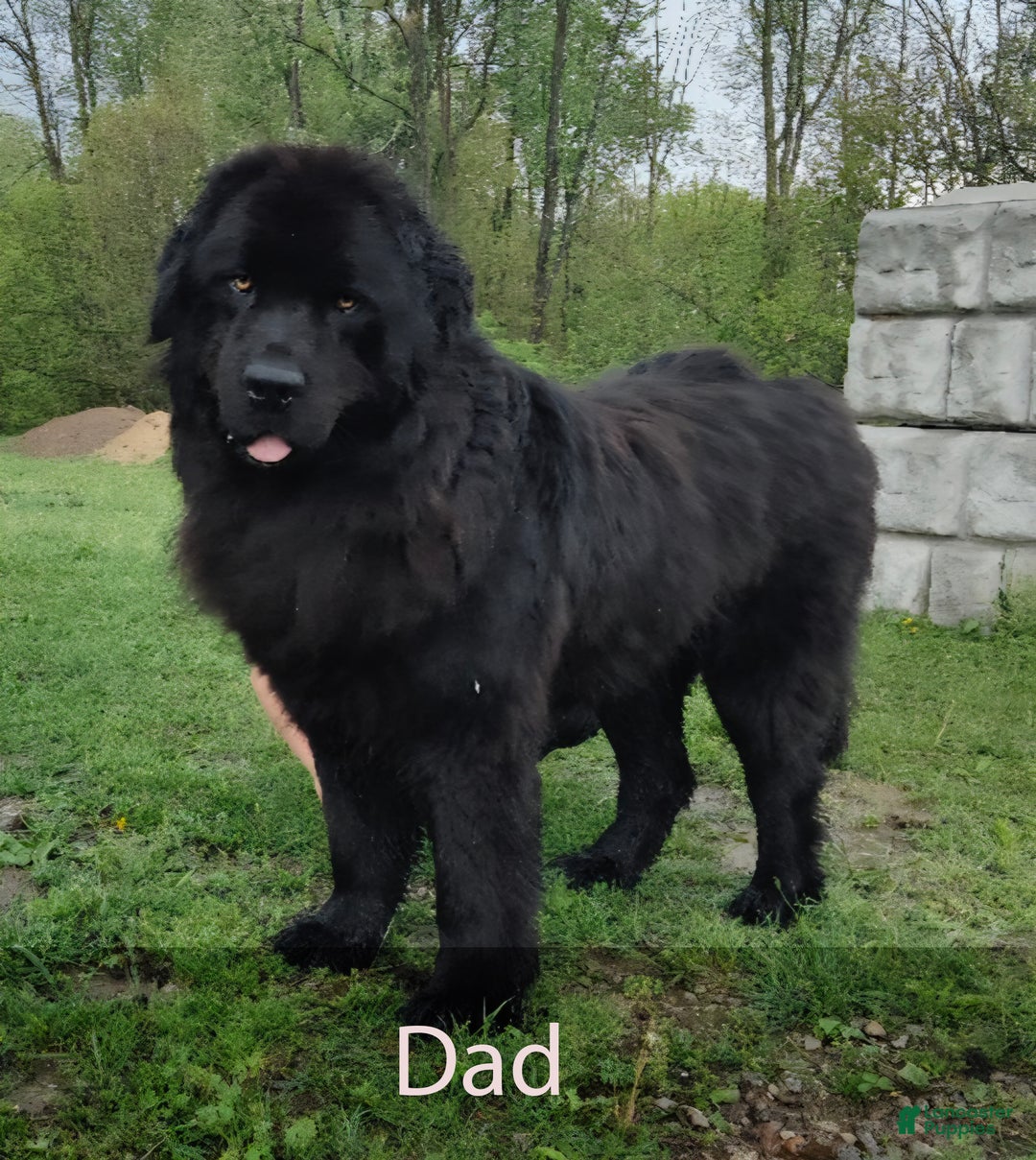 Newfoundland dogs for sale: Hugo - Ad 8