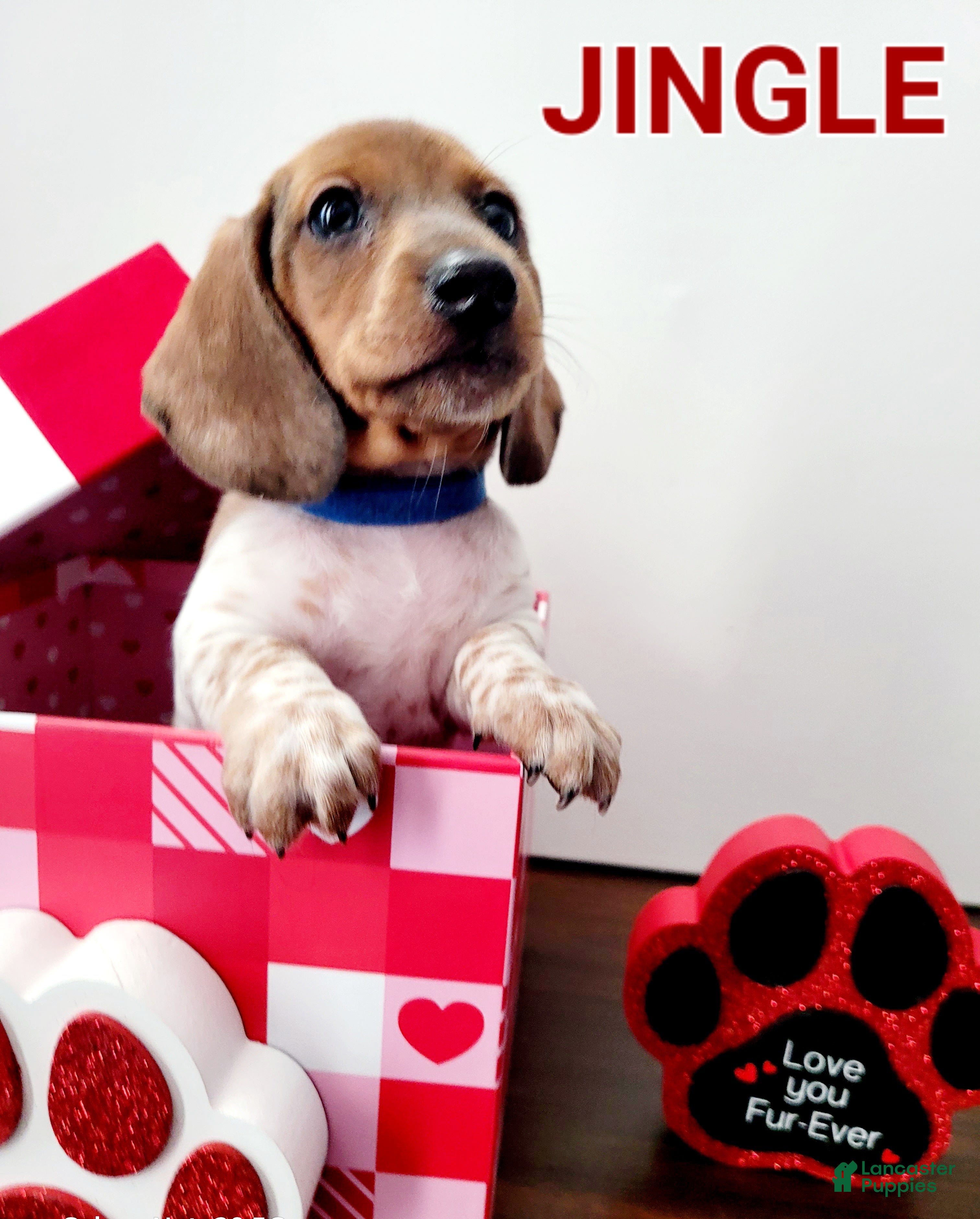 Miniature Dachshund dogs Jingle Miniature Dachshund Puppy 1 - Ad 3