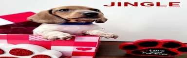 Jingle Miniature Dachshund Puppy 1