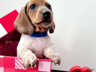 Miniature Dachshund dogs Jingle Miniature Dachshund Puppy 1 - Ad 3