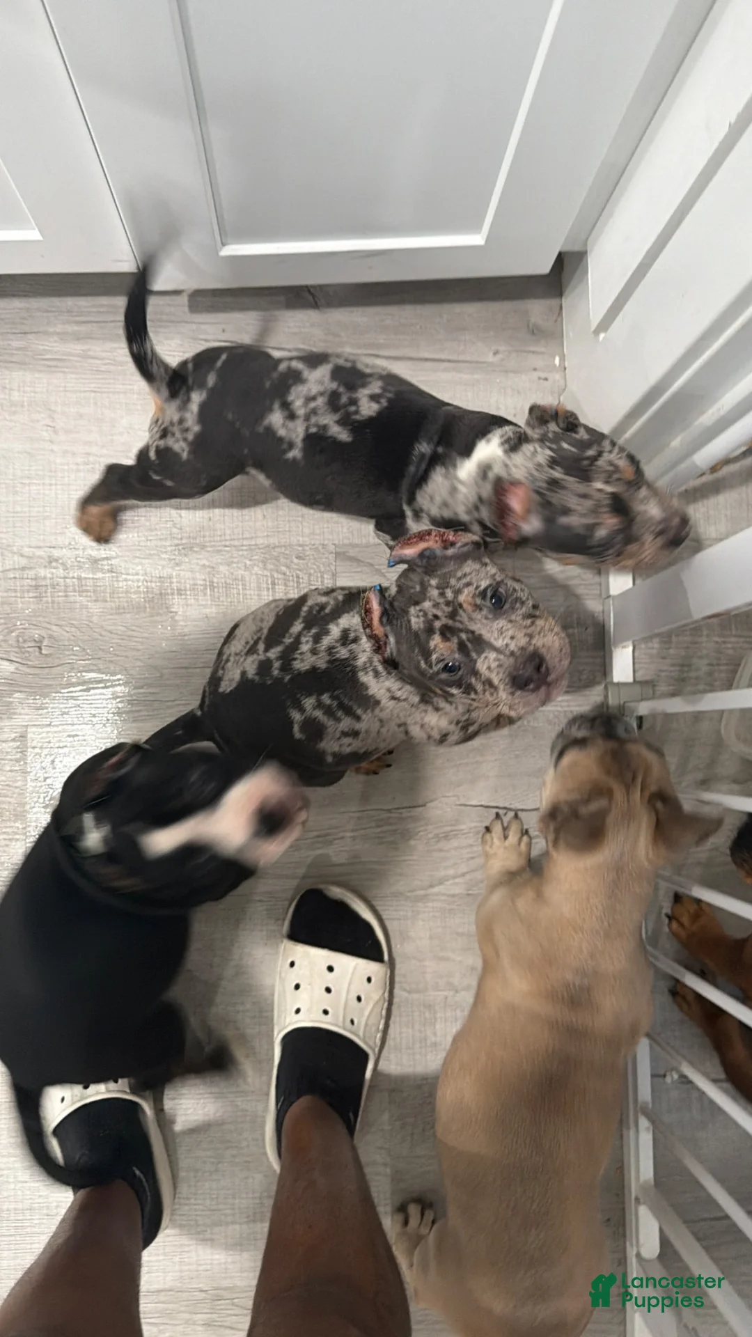 American Bully dogs for sale: American Bully 3 - Ad 9