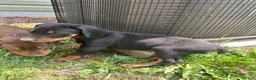 Doberman Pinscher dogs for sale: Puppy 6 - Ad 3