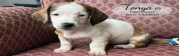 Dachshund dogs for sale: Tonya - Ad 3