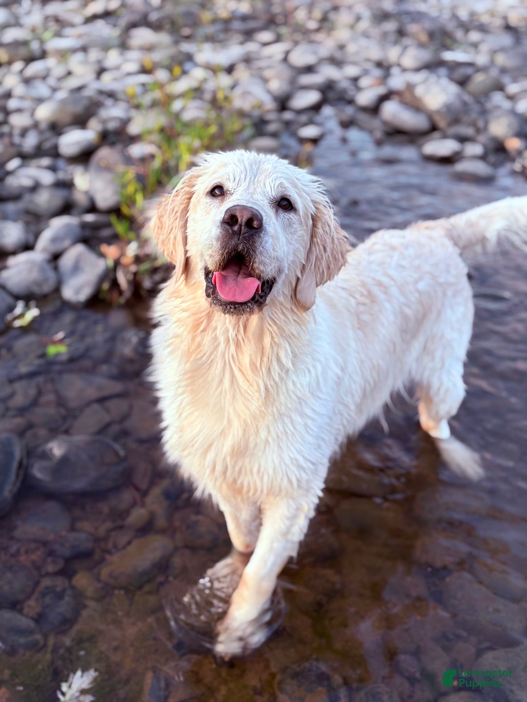 Golden Retriever dogs for sale: Golden Retriever Puppy 1 - Ad 6