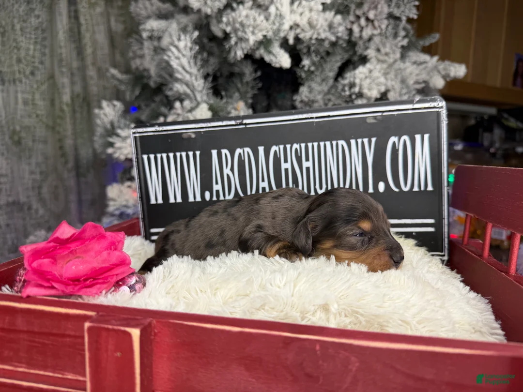 Miniature Dachshund dogs for sale: CReam  - Ad 7