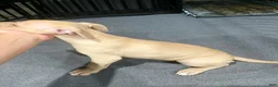 American Pit Bull Terrier dogs for sale: Bambi (UKC and ADBA) - Ad 4