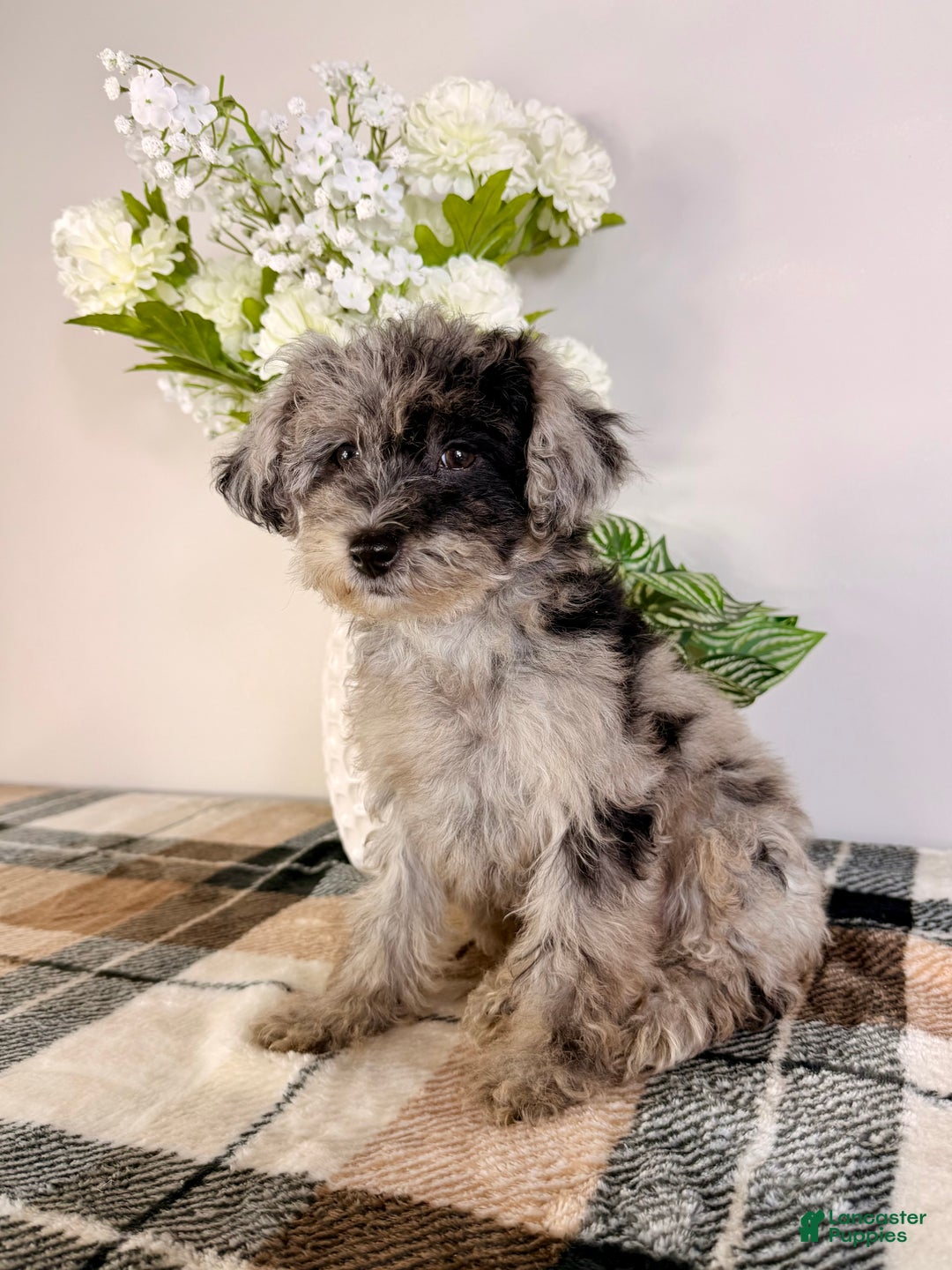 Yorkiepoo dogs for sale: Luna - Ad 6