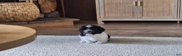 Shih Tzu dogs for sale: Daisy  - Ad 6