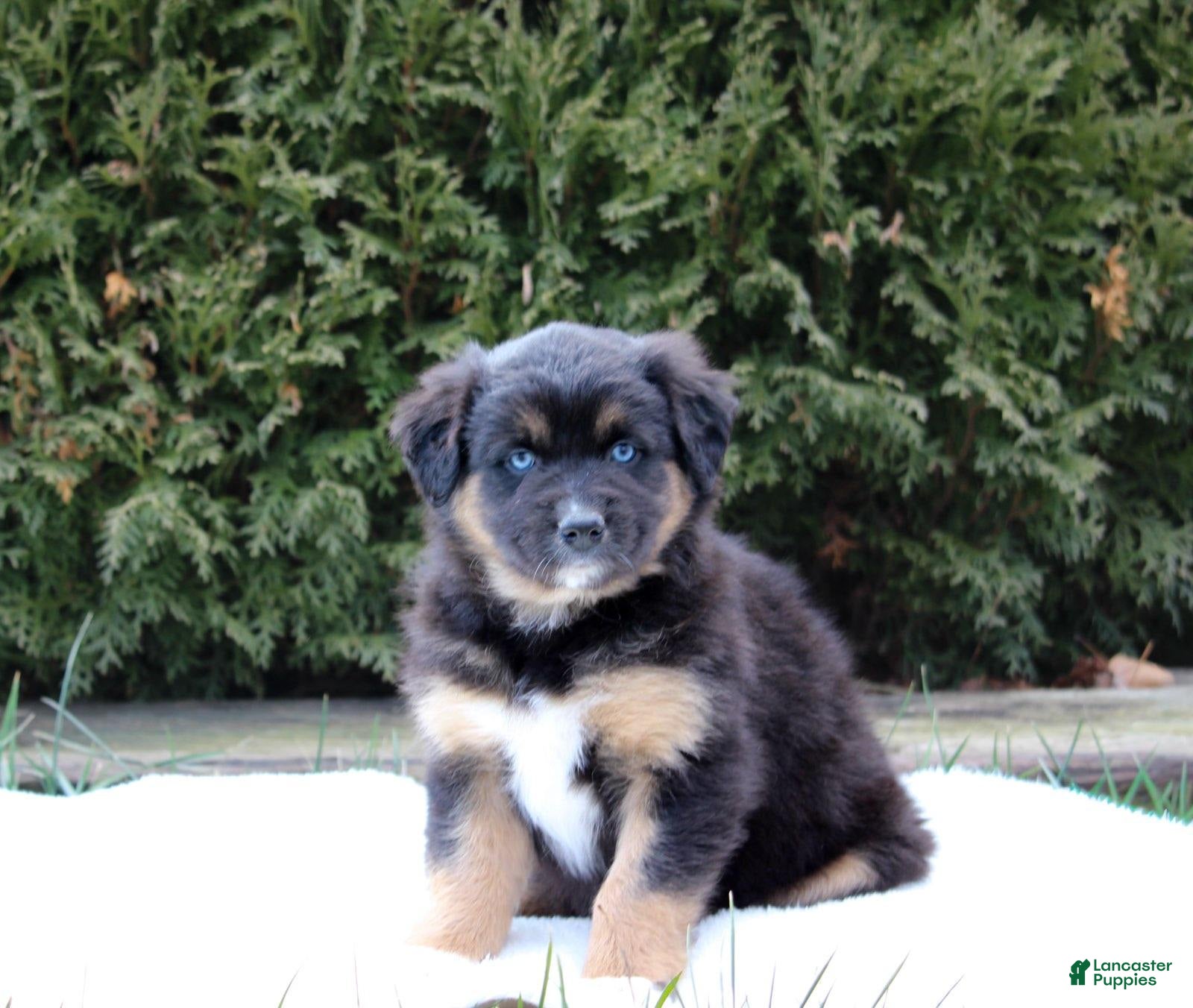 Australian Shepherd dogs Paisley - Ad 4