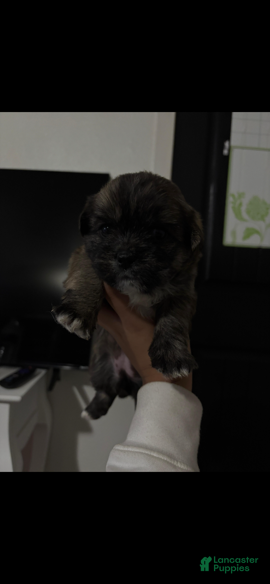 Shorkie dogs Shorkie Puppy 3 - Ad 1