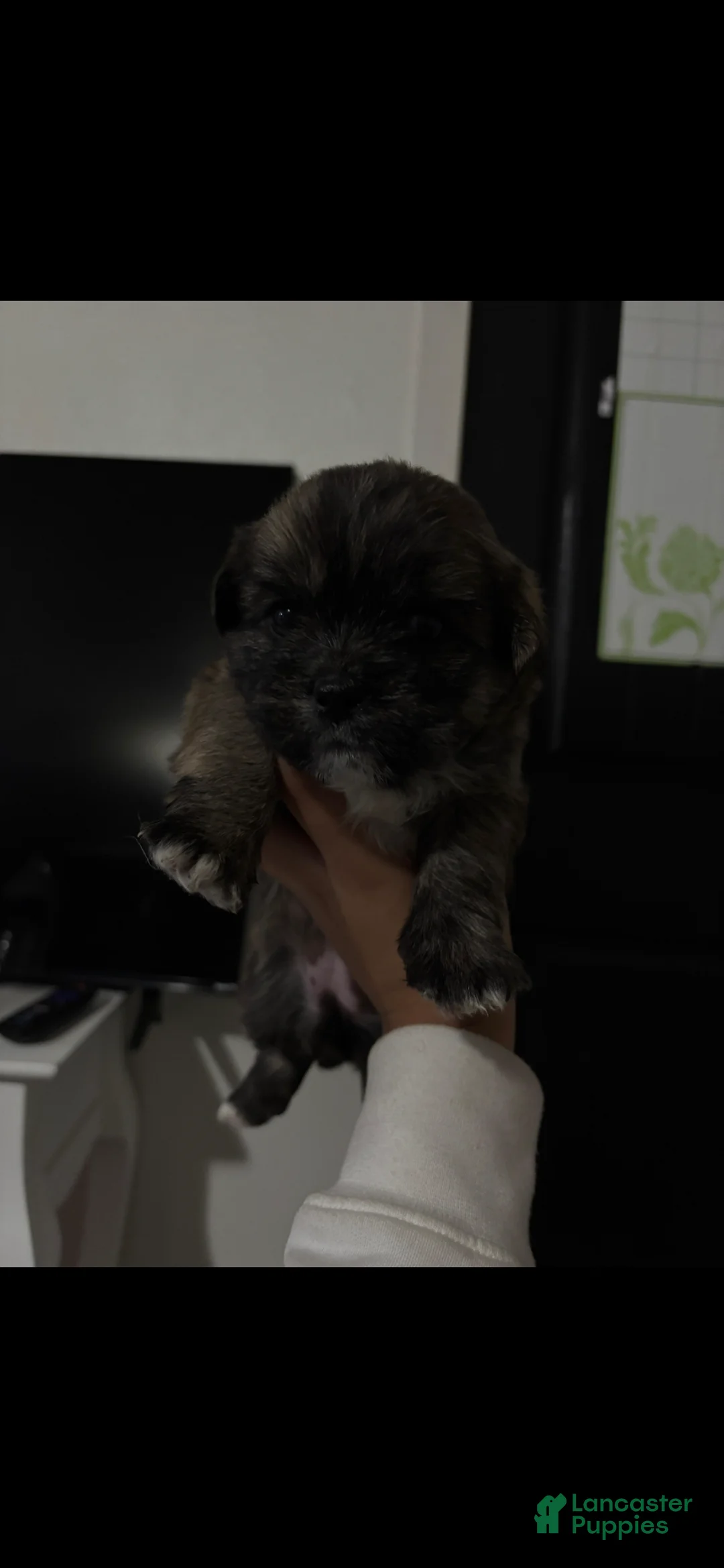 Shorkie dogs for sale: Shorkie Puppy 3 - Ad 1