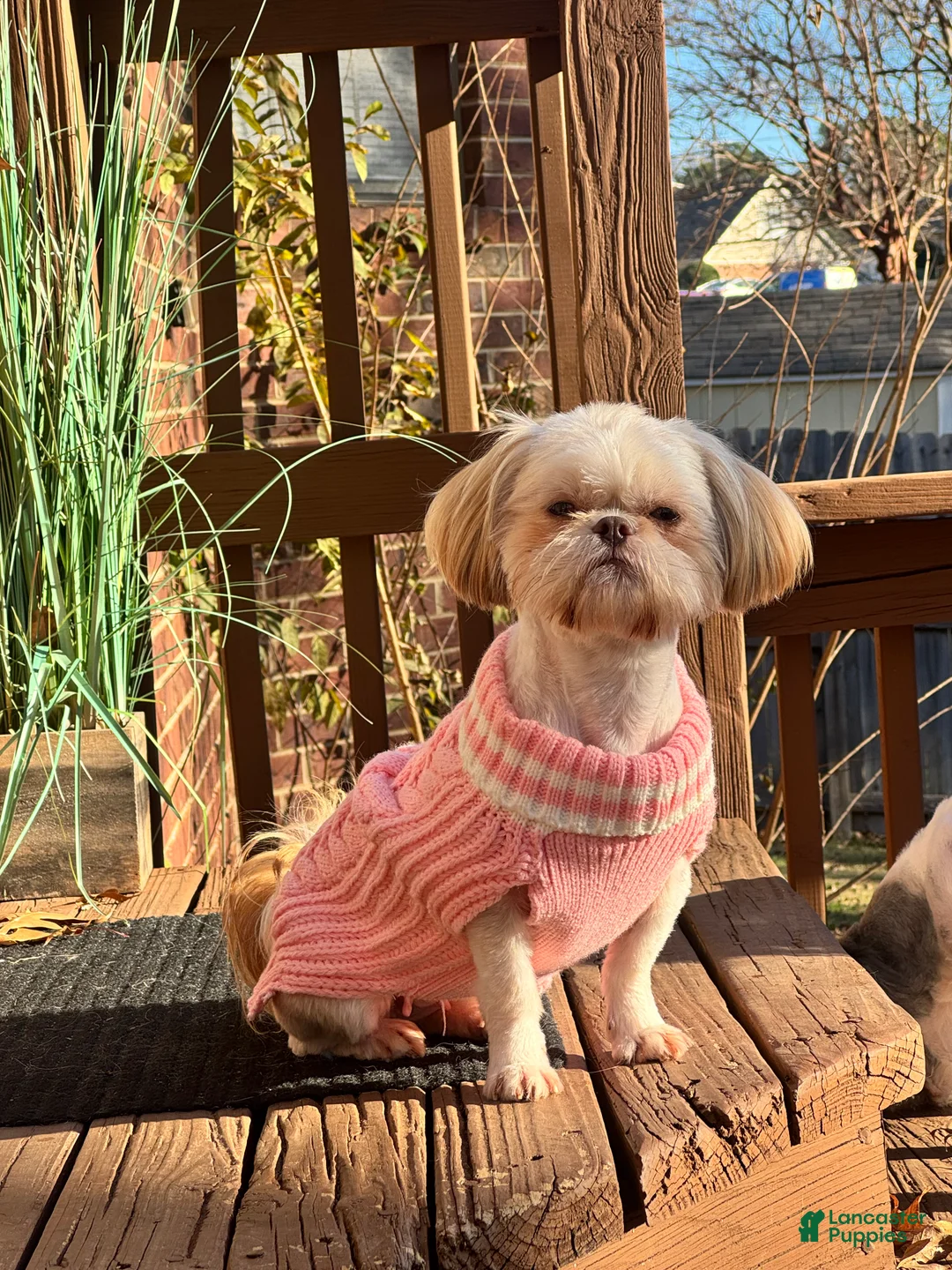 Shih Tzu dogs for sale: SADIE - Ad 3