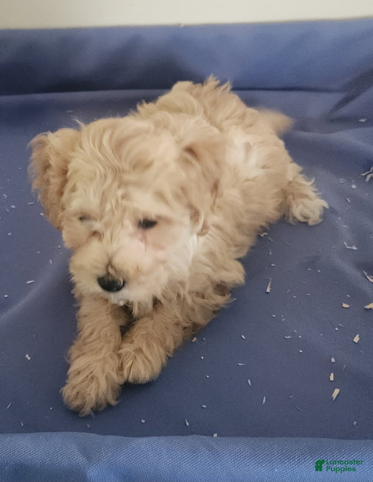 Miniature Poodle dogs Boy 1 - Ad 2