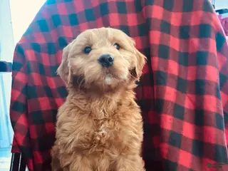 Goldendoodle dogs Morgan wallen - Ad 31