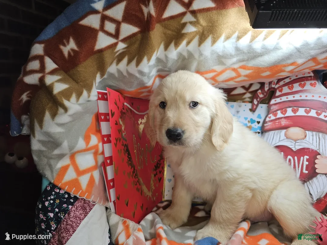 Golden Retriever dogs for sale: Goddzzilla - Ad 1