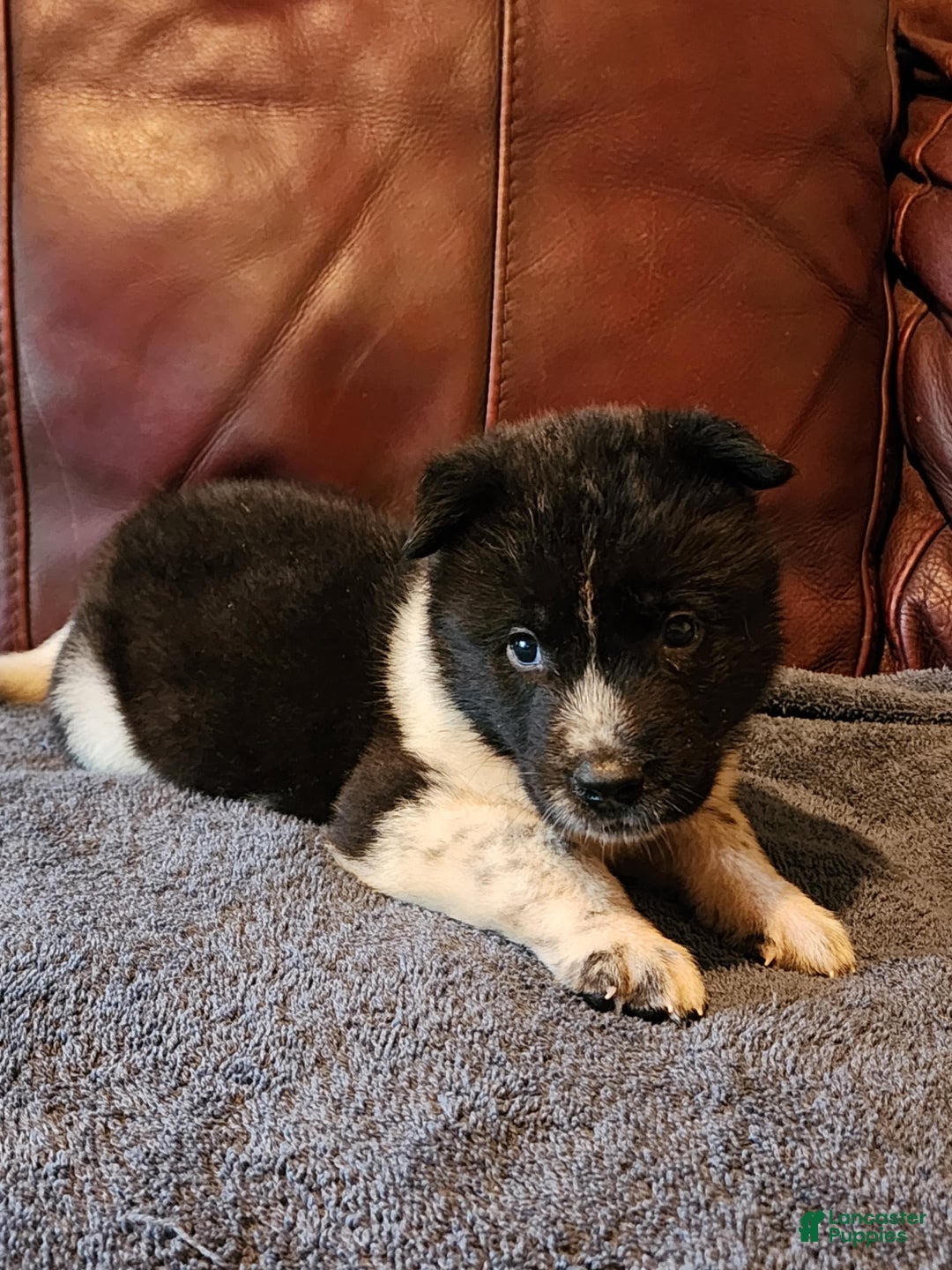 Akita dogs for sale: Akita Puppy Girl 5 - Ad 21