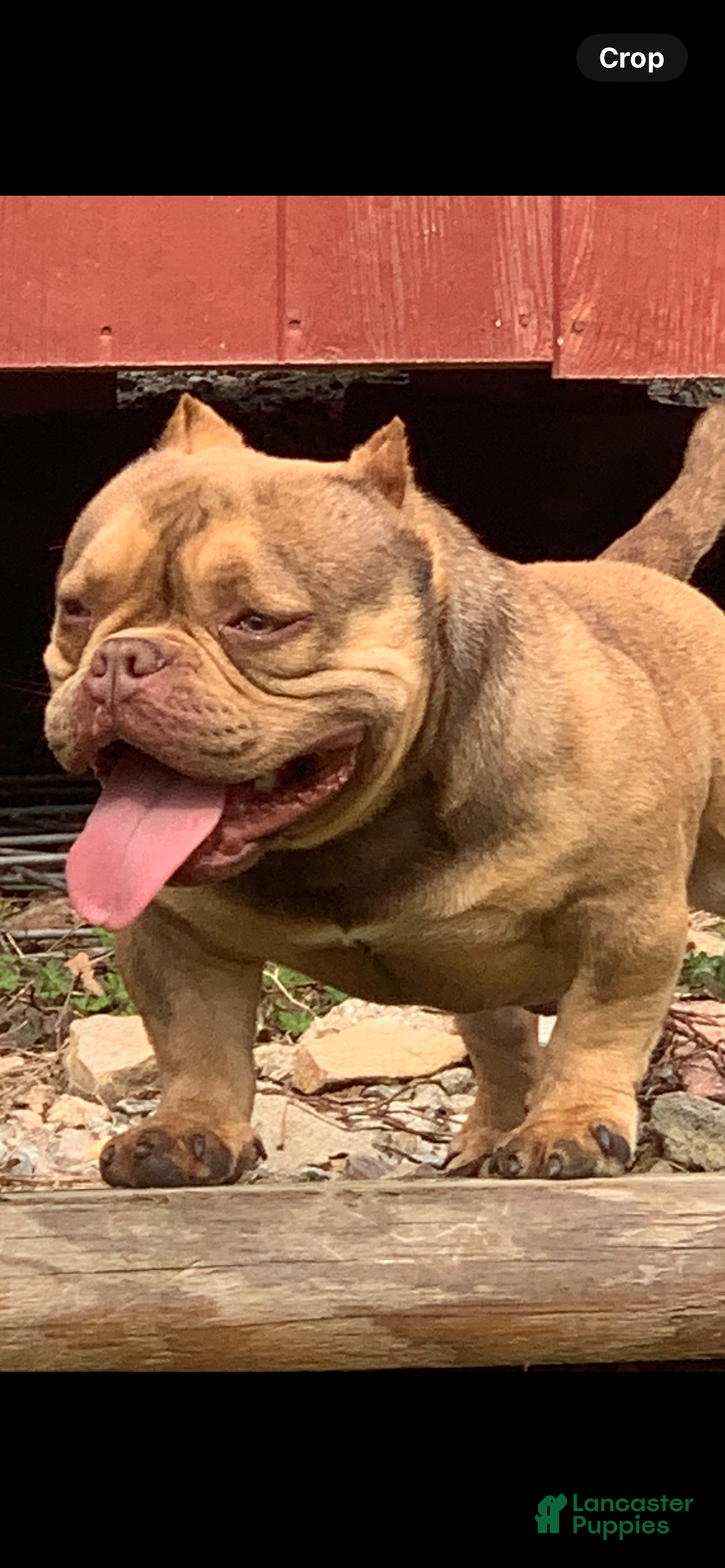 American Bully dogs for sale: American Bully Puppy 1 - Ad 6
