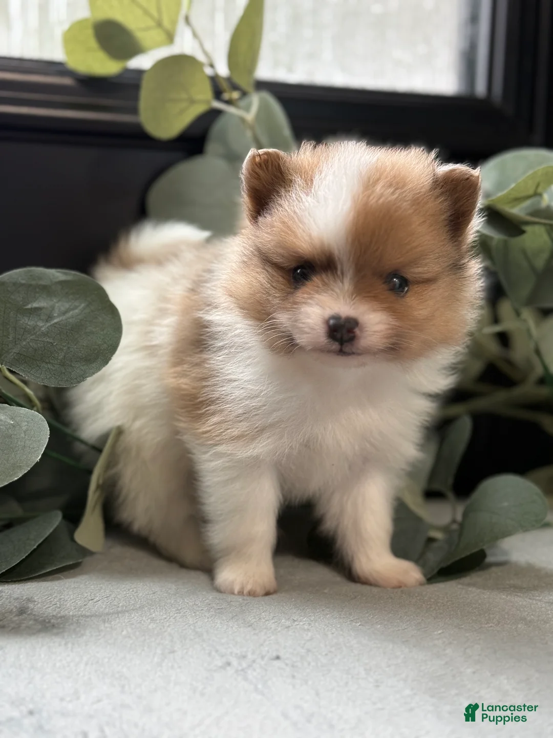 Pomeranian dogs for sale: Rocky - Ad 1
