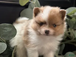 Pomeranian dogs Rocky - Ad 1