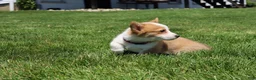 Welsh Corgi Pembroke dogs for sale: Winnie  - Ad 14