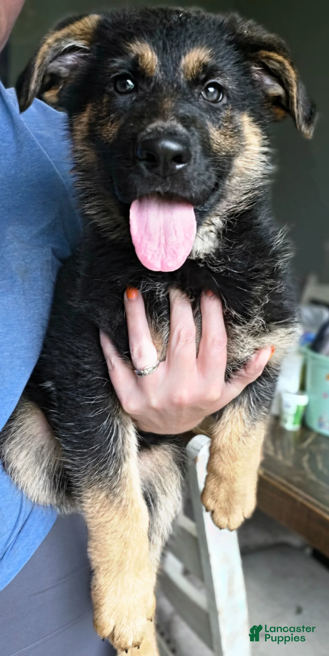 German Shepherd dogs for sale: German Shepherd Puppy 1 - Ad 1