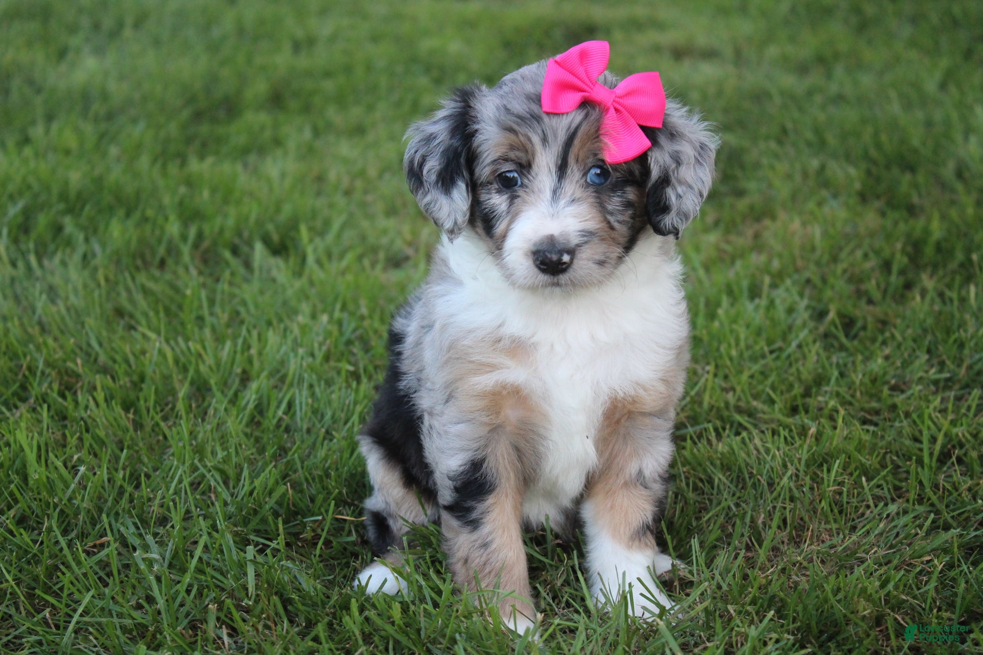 Mini Aussiedoodle dogs Kierra 🎀 - Ad 1