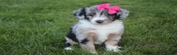 Mini Aussiedoodle dogs for sale: Kierra 🎀 - Ad 6