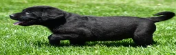 Labrador Retriever dogs for sale: Petey - Ad 2