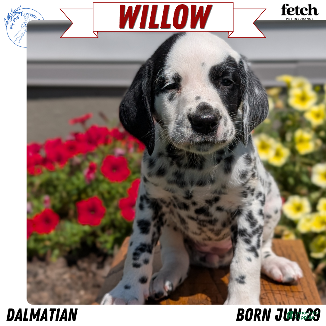 Dalmatian dogs Willow  - Ad 1