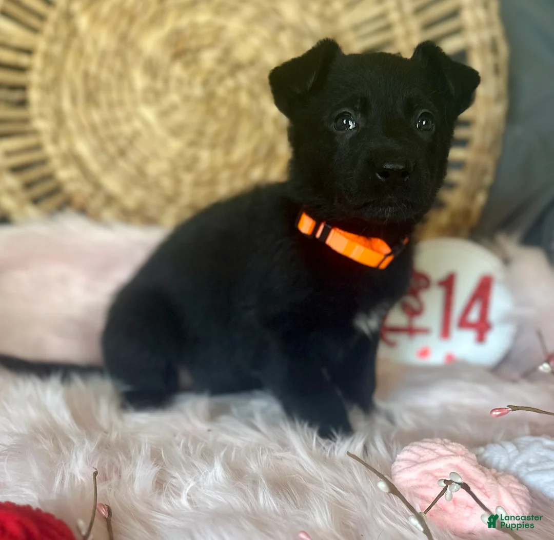 German Shepherd dogs for sale: Dahlia  - Ad 5