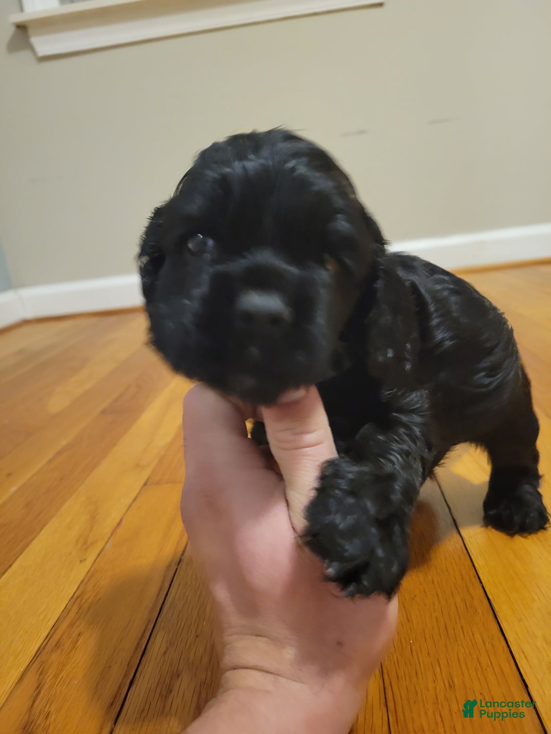 Cocker Spaniel dogs for sale: Cocker Spaniel Puppy 5 - Ad 1