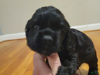 Cocker Spaniel dogs Cocker Spaniel Puppy 5 - Ad 39