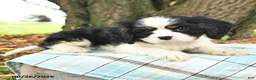 Cavalier King Charles Spaniel dogs for sale: Kurt - Ad 6