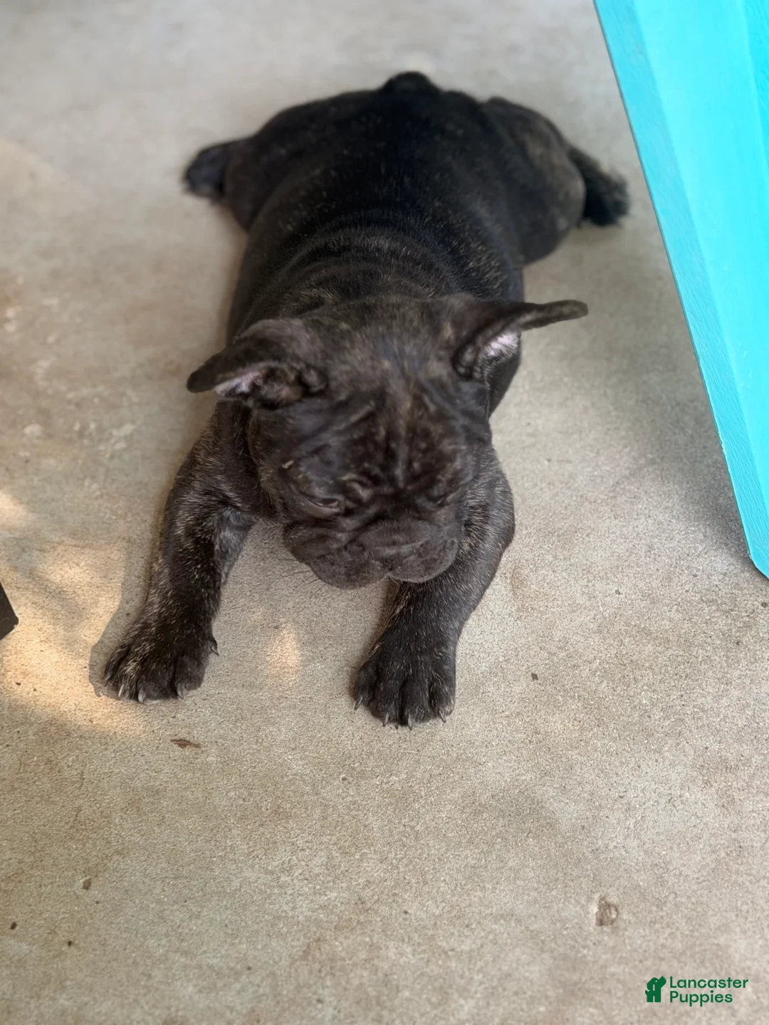 French Bulldog dogs for sale: Vinny - Ad 2