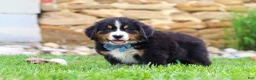Bernese Mountain Dog dogs for sale: Bobby - Ad 6