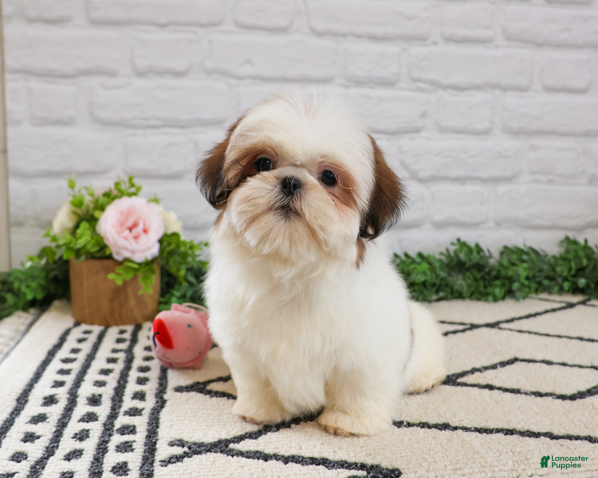 Shih Tzu dogs Freckles  - Ad 24