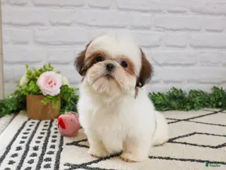 Shih Tzu dogs Freckles - Ad 39