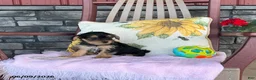 Yorkiepoo dogs for sale: Buttercup - Ad 13
