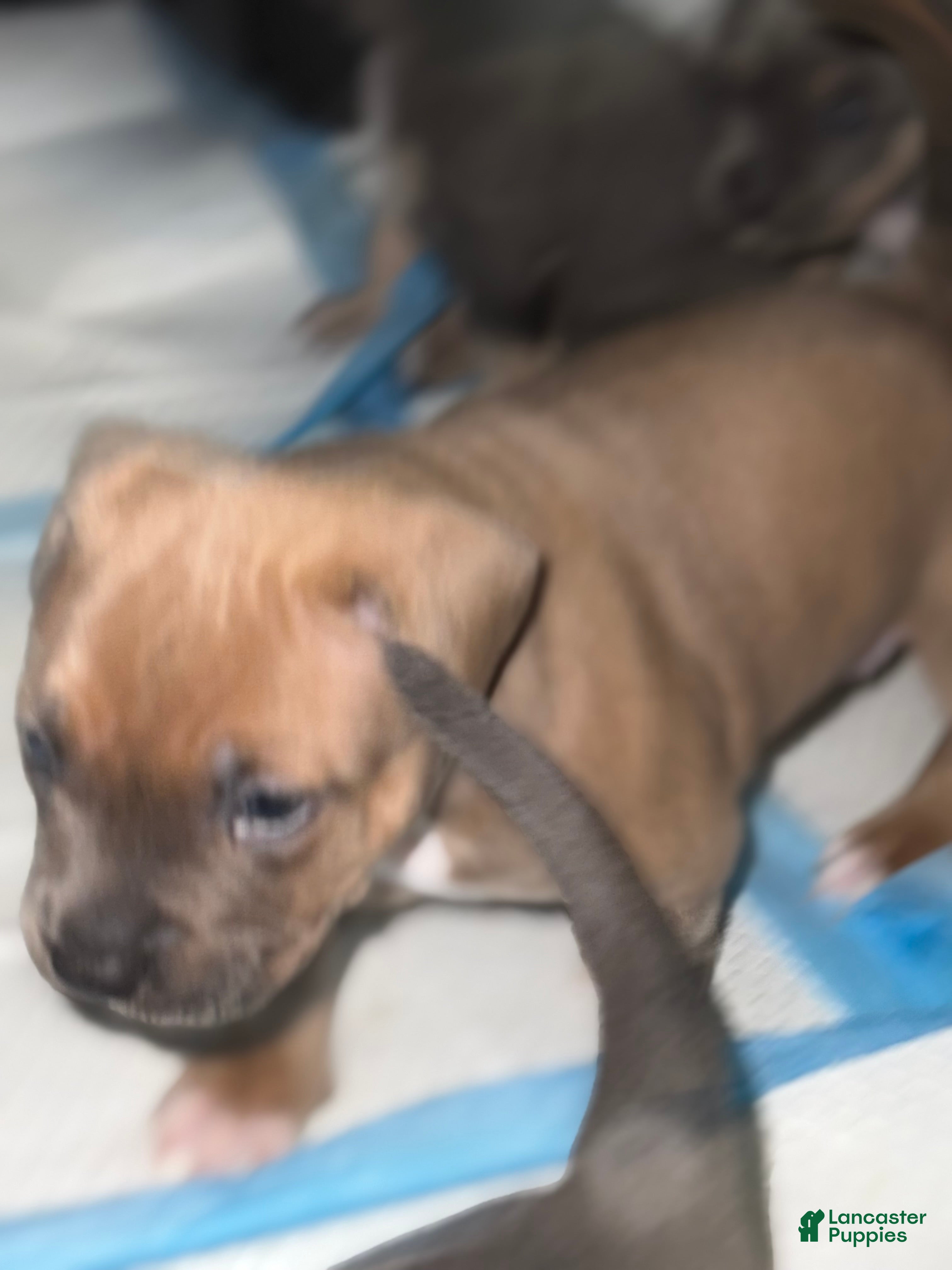 American Bully dogs Cali - Ad 16