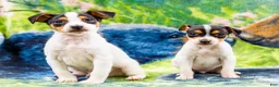 Mixed Breed dogs for sale: Taley - Ad 20