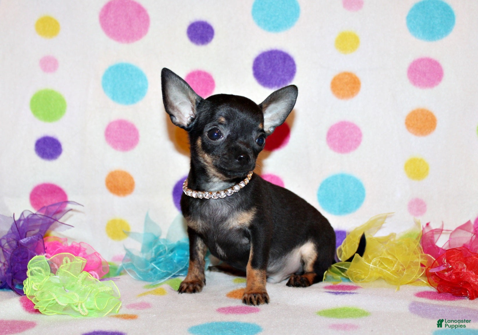 Chihuahua dogs Lionel - Ad 15
